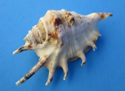 Spider Conch Shell, Lambis Lambis Shells for Sale 4 to 4-3/4 inches - 25 @ .56 each