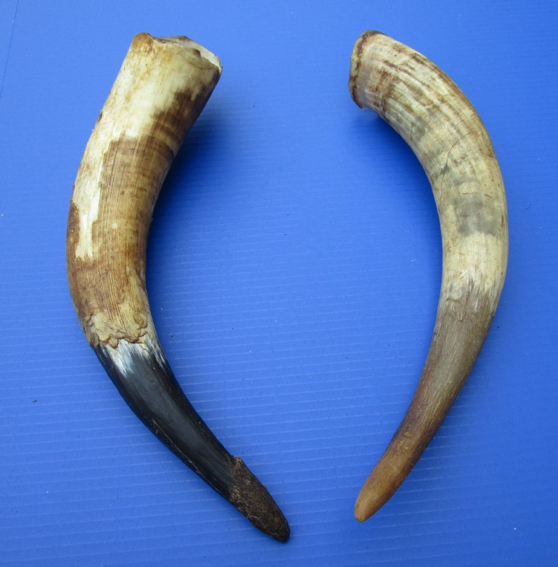 2 Natural Cow Horns, Cattle Horns for Sale for Crafts $12.50 each