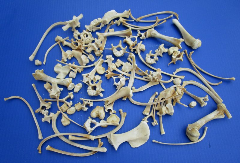 100 Small Wild Boar Bones for Sale for Crafts 1/2 to 5 inches - You are ...