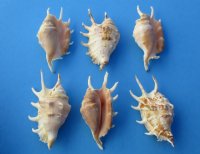 Spider Conch Shell, Lambis Lambis Shells 4 to 4-3/4 inches - Case: 150 @ .45 each; <font color=red> 2 Wholesale Cases</font> @ .30 each