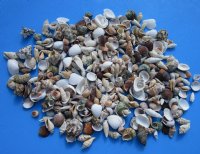 Small Assorted Philippine Seashells 1/2 inch to 2 inches - 4.4 pound bag @ $8.80 ; 3 Bags @ $7.55 a bag