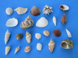 Small Assorted Philippine Craft Seashells 1/2 to 2 inches - Case: 10 kilos @ $3.55 a kilo