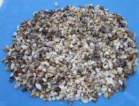 1/2 to 2 inches Philippine Shell Mix for Crafts, - 20 kilos  (44 pounds) @ $3.55 a kilo;  2 <font color=red> Wholesale Cases</font> @ $2.35 a kilo