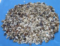 Tiny/Small Mixed Philippine Seashells 1/2 inch to 2 inches - 2 kilos (4.4 pounds) @ $8.80 a bag; 3 Bags @ $7.55 a bag