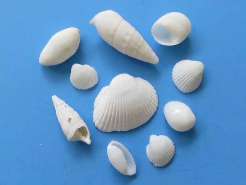 Buy Tiny Seashells and Small Shells for Crafts Under 3 inches