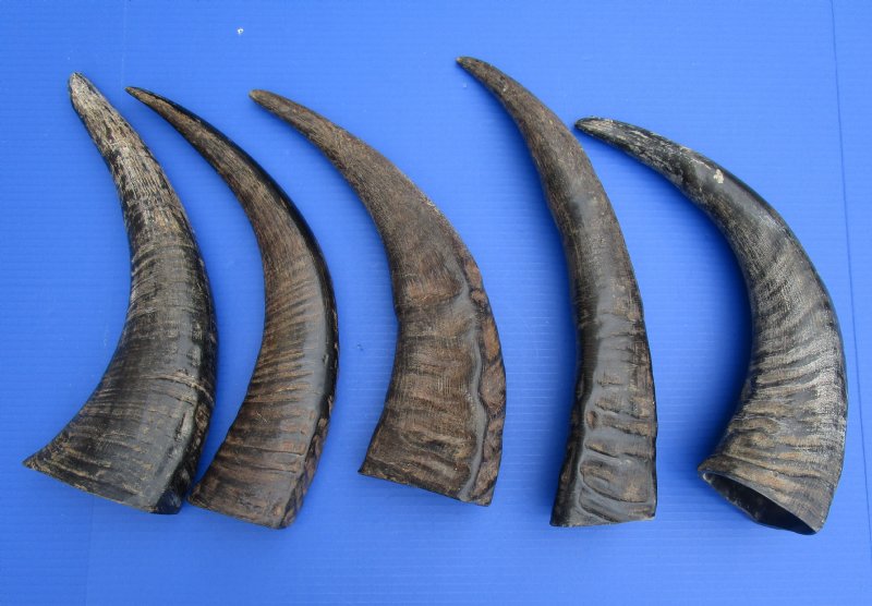 Five 16 to 18 inches Semi-Polished Buffalo Horns for Sale, with Visible ...