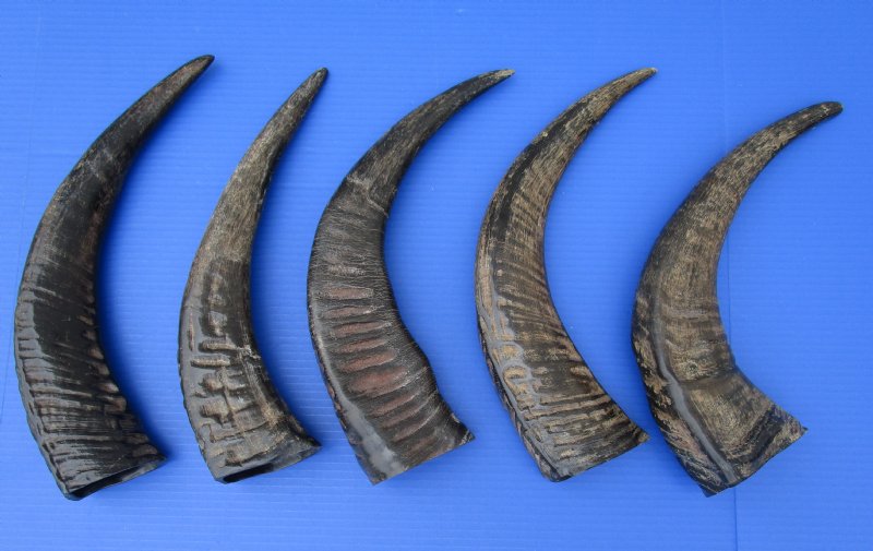 5 Semi-Polished Water Buffalo Horns for Sale with visible ridges