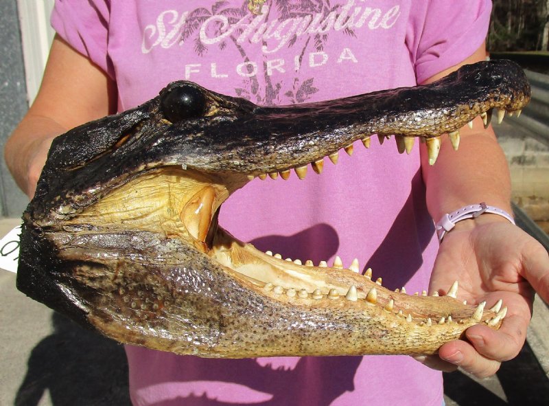 12-1/2 x 6 inches Authentic Preserved Alligator Head Souvenir for Sale