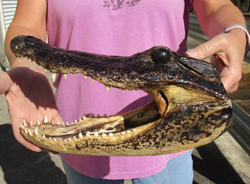 12-1/4 x 5-7/8 inches Real Alligator Head for Sale $38.99