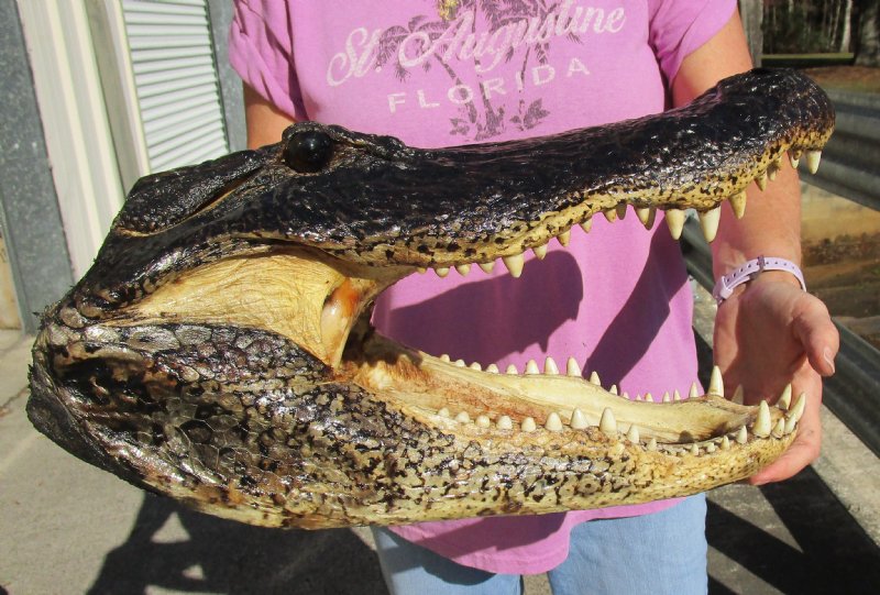 17-1 4 X 9 Inches Preserved Alligator Head For Sale $109.99