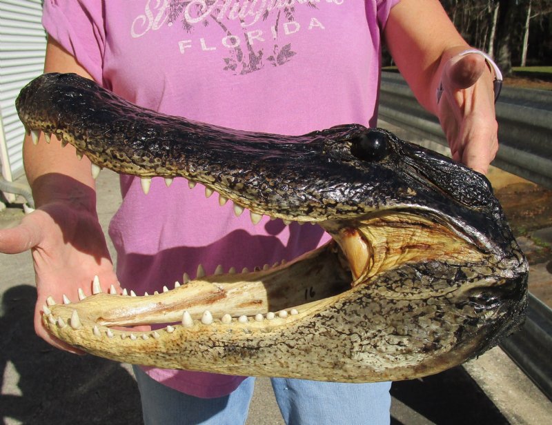 16-1/4 x 8-1/8 inches Large Preserved Alligator Head Souvenir for Sale