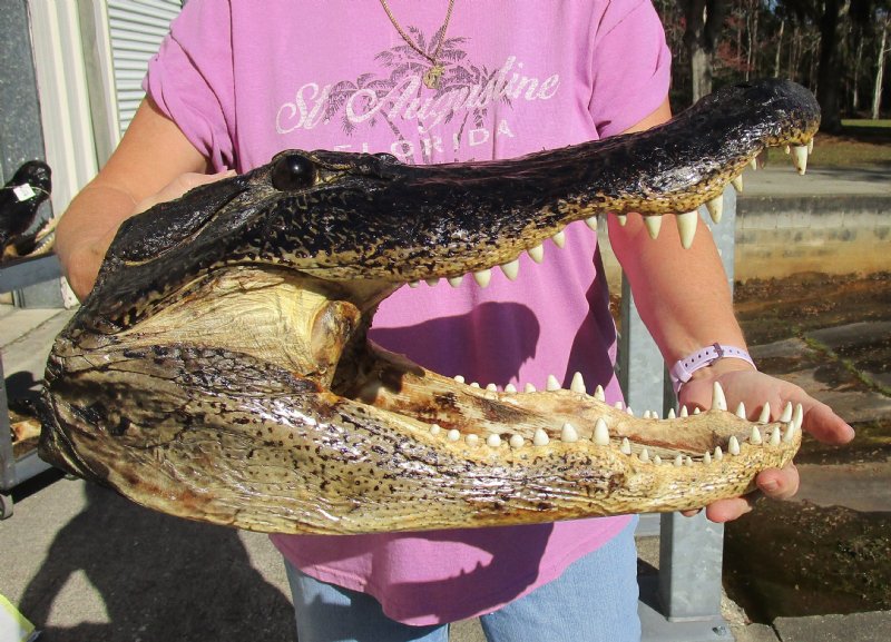 18-3/4 x 9-1/8 inches Extra Large Preserved Alligator Head for Sale