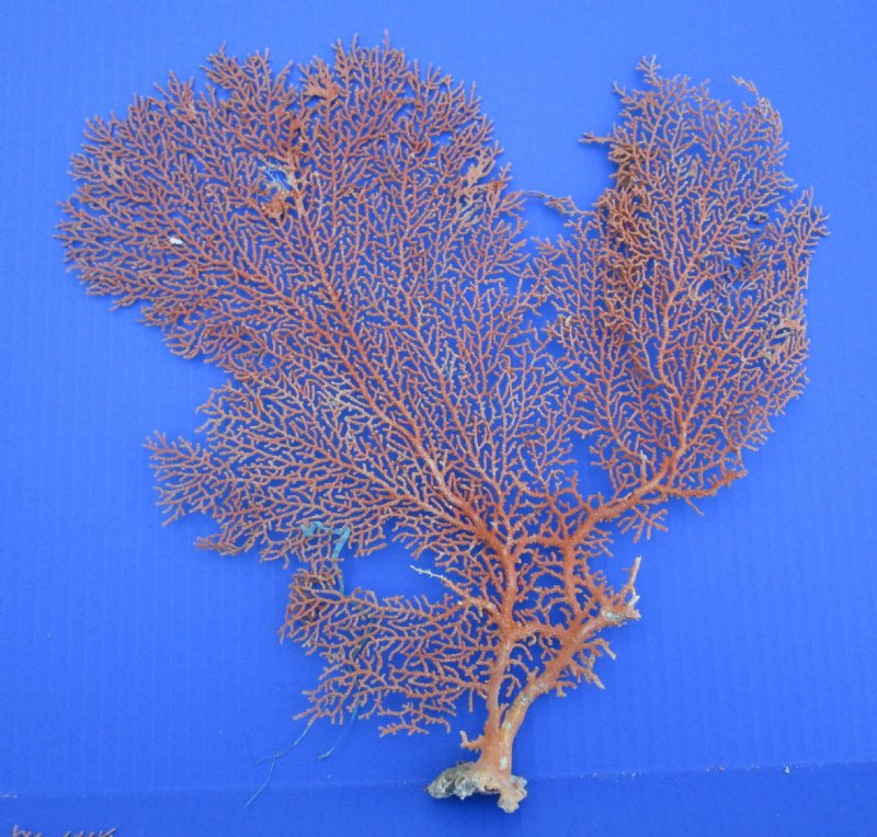 3 Dried Red Sea Fan Corals for Sale 12 to 14 inches Tall 8.00 each