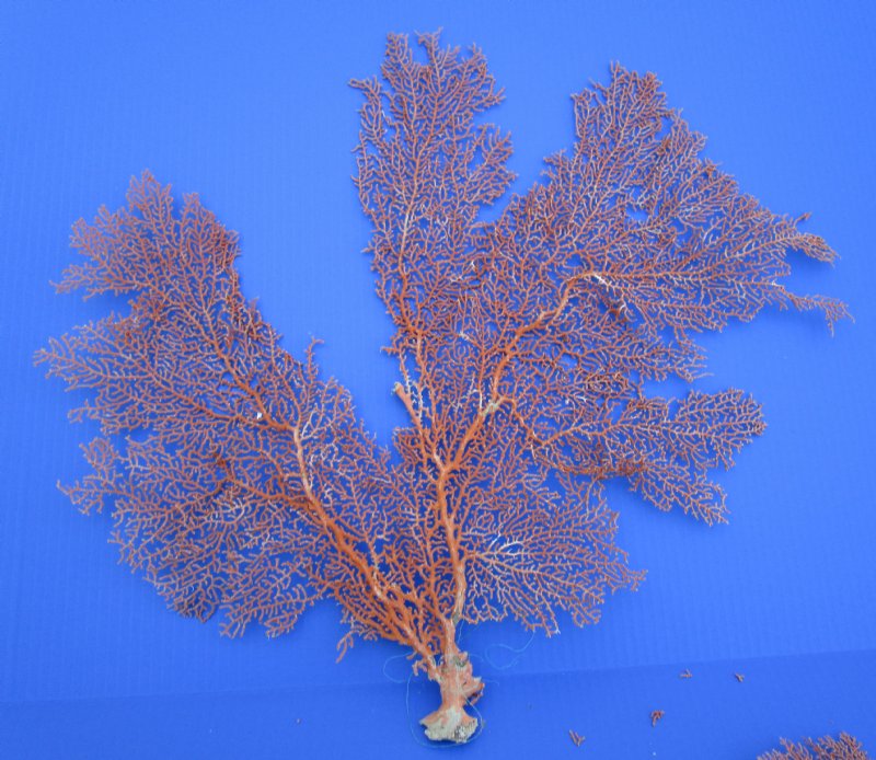 19 and 21 inches Authentic Sun Dried Red Sea Fan Corals for Sale