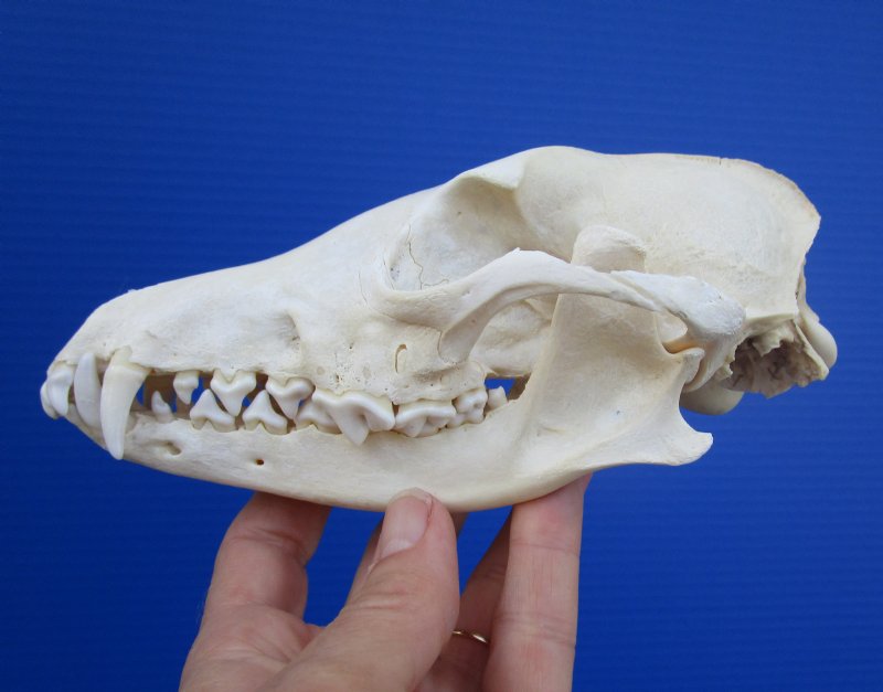 6-3/4 by 3-3/8 inches Real African Black-Backed Jackal Skull for Sale