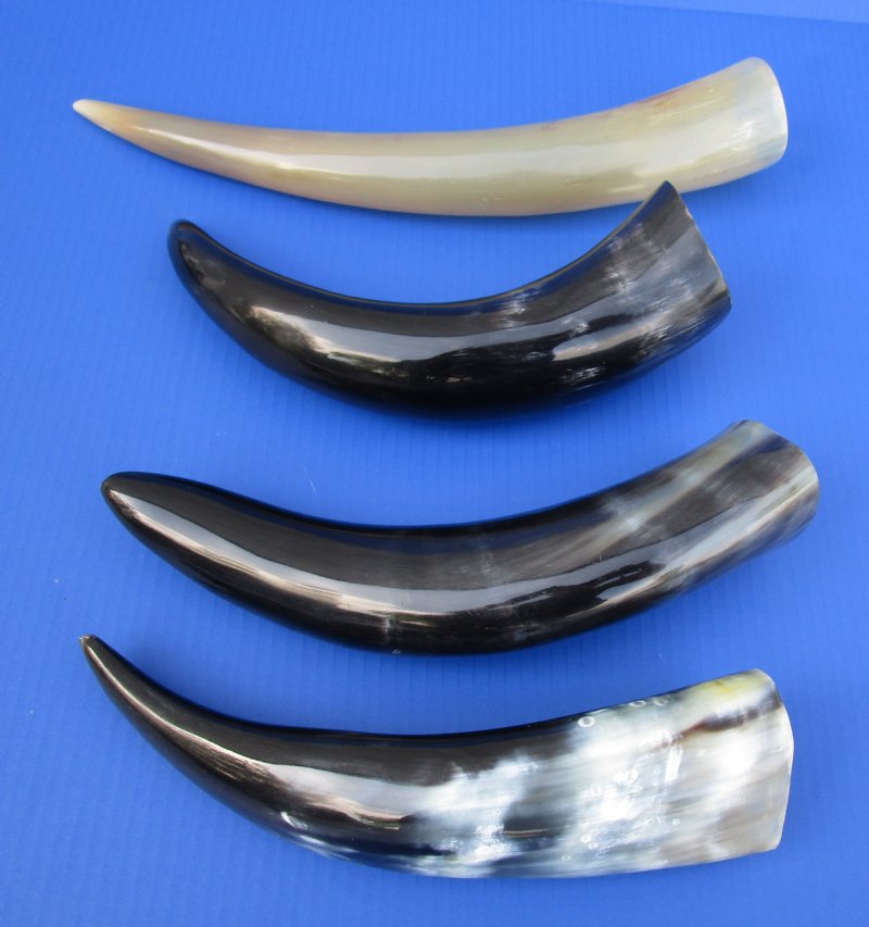 12-3/4 to 16 inches Polished Buffalo Horns in Bulk Pack of 4