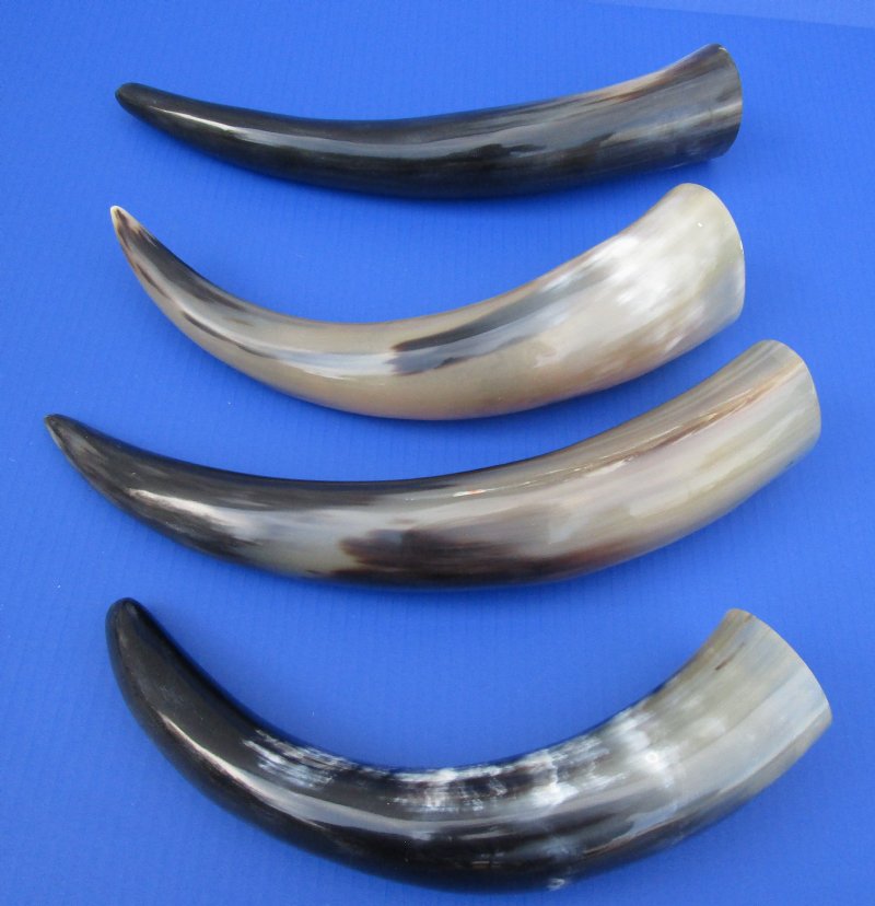 13-7 8 To 16 Inches Pack Of 4 Polished Water Buffalo Horns For Sale