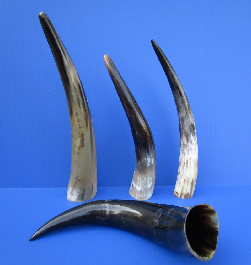 4 Polished Water Buffalo Horns for Horn Crafts 12-3/4 to 14-3/4 inches