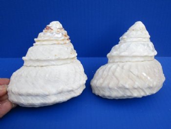 2 Natural Wavy Turban Astrea Undosa Shells for Sale 4-1/4 by 4-1/2 inches - You are buying the 2 pictured for $8.50 each