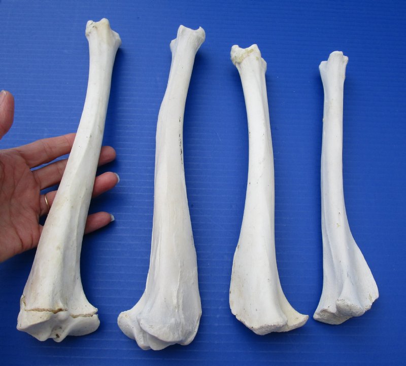 4 Whitetail Deer Leg Bones for sale 10-3/4 to 12-1/4 inches