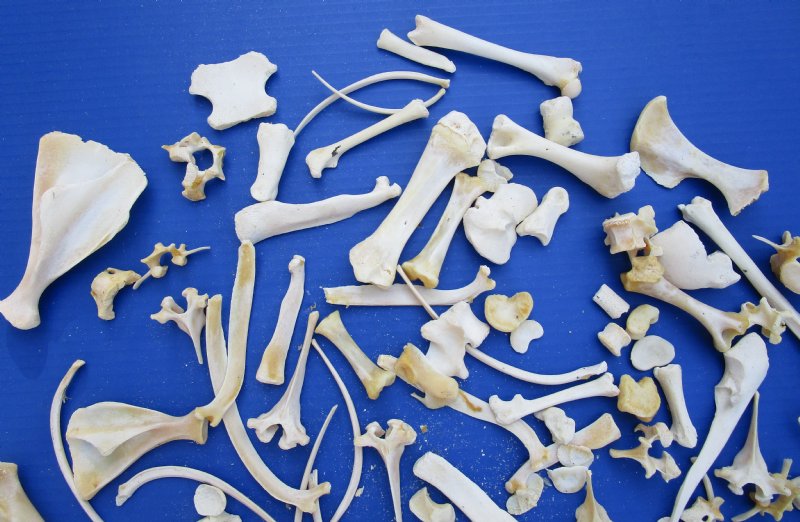 100 Mixed Hog, Pig, Wild Boar Bones for Bone Art and Crafts