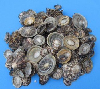 1-1/4 to 2-1/2 inches Natural Brown Limpet Shells <font color=red> Wholesale</font> - Case: 20 kilos (44 pounds) @ $12.00 a kilo