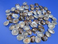 1-1/4 to 2 inches Polished Brown Limpet Shells for Crafts -100 @ .56 each