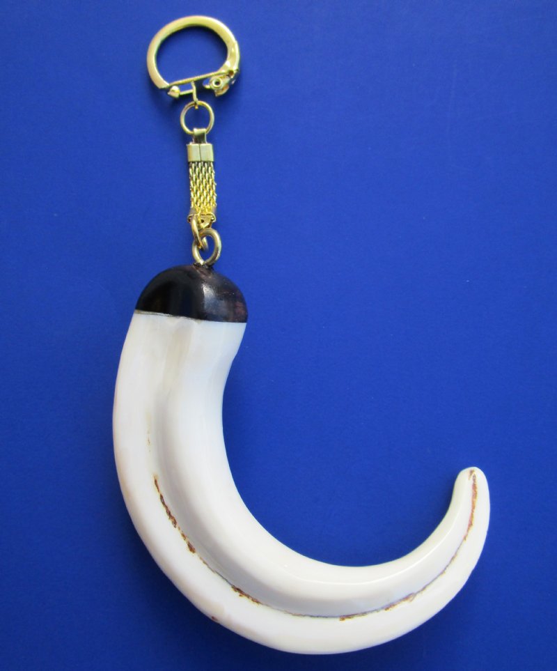 6 inches Genuine Warthog Tusk Key Ring with a gold key chain