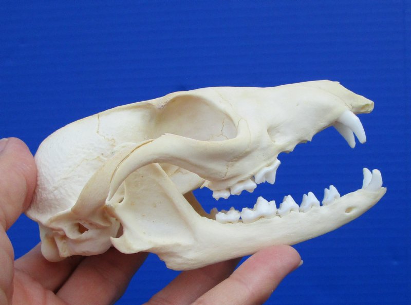 5 by 2-3/4 inches Real Grey Fox Skull for Sale (missing some teeth)