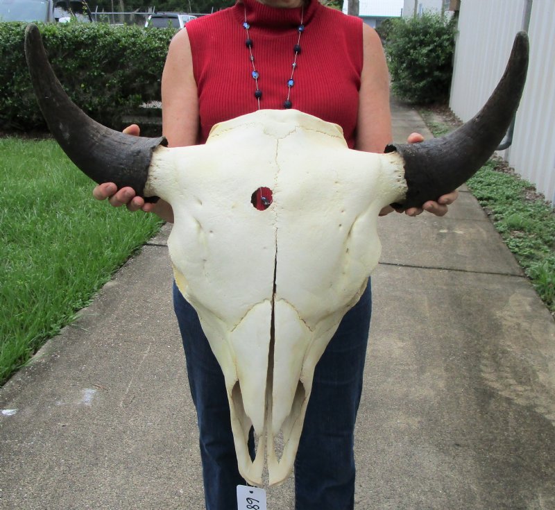 241/2 inches wide American Buffalo Skull for Sale, Bison Skull