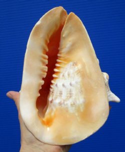 7-3/4 by 7 inches Real Cassis Cornuta Seashell for Sale, or Yellow Helmet Shell - Buy this one for $18.99