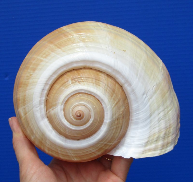 7-1/4 inches Giant Tun Shell for Sale, Tonna Galea