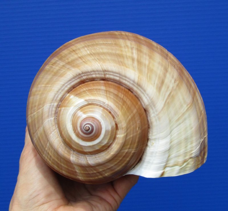 7-1/8 inches Giant Tun Shell, a Brown Lightweight Seashell