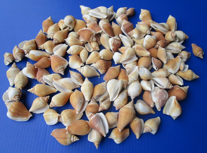 Sea shells for decoration STROMBUS CANARIUM