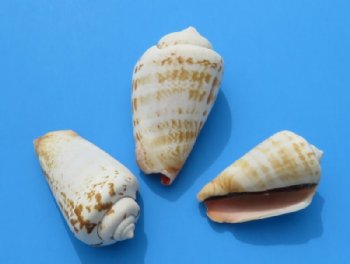 4.4 pounds Strawberry Strombus Conch Shells, 1-1/2 inches to 2-1/4 inches - $7.50 a bag; 3 bags @ $6.40 a bag