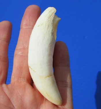 3-3/4 inches Large Real Alligator Tooth from a Florida Gator - Buy this one for $34.99 <font color=red> FREE SHIPPING</font>