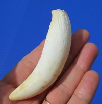 3-3/4 inches Large Real Alligator Tooth from a Florida Gator - Buy this one for $34.99 <font color=red> FREE SHIPPING</font>