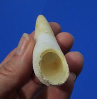 3-3/4 inches Large Real Alligator Tooth from a Florida Gator - Buy this one for $34.99 <font color=red> FREE SHIPPING</font>