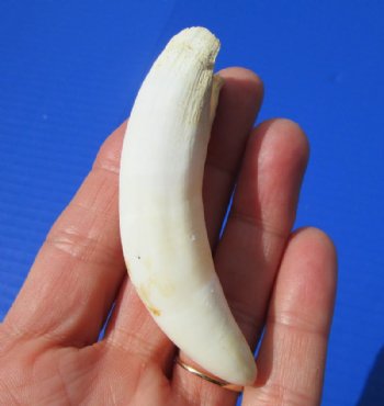 3-1/2 inches Large Florida Alligator Tooth for Sale - Buy this one for $29.99 <font color=red> FREE SHIPPING </font>