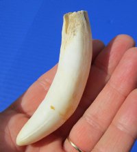 3-1/2 inches Large Florida Alligator Tooth for Sale - Buy this one for $29.99 <font color=red> FREE SHIPPING </font>