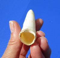 3-1/2 inches Large Florida Alligator Tooth for Sale - Buy this one for $29.99 <font color=red> FREE SHIPPING </font>