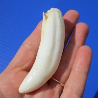 3-1/2 inches Authentic Large Alligator Tooth from a Florida gator - Buy this one for $29.99  <font color=red> FREE SHIPPING </font>