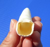 3-1/2 inches Authentic Large Alligator Tooth from a Florida gator - Buy this one for $29.99  <font color=red> FREE SHIPPING </font>