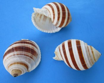 4 inches Banded Tun Shells, Tonna Sulcosa Shells <font color=red> Wholesale</font> for large hermit crabs - Case: 120 @ $1.80 each