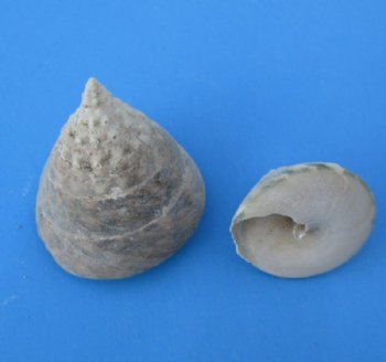 1-1/2 to 2-1/4 inches Small Trochus Salzeticus Shells, a Pale Green Top Shaped Seashells - Case; 20 kilos @ $4.15 a kilo; 2 <font color=red>Wholesale</font> Cases @ $2.60 a kilo