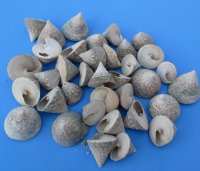 1-1/2 to 2-1/4 inches Small Trochus Salzeticus Shells, a Pale Green Top Shaped Seashells - Case; 20 kilos @ $4.15 a kilo; 2 <font color=red>Wholesale</font> Cases @ $2.60 a kilo