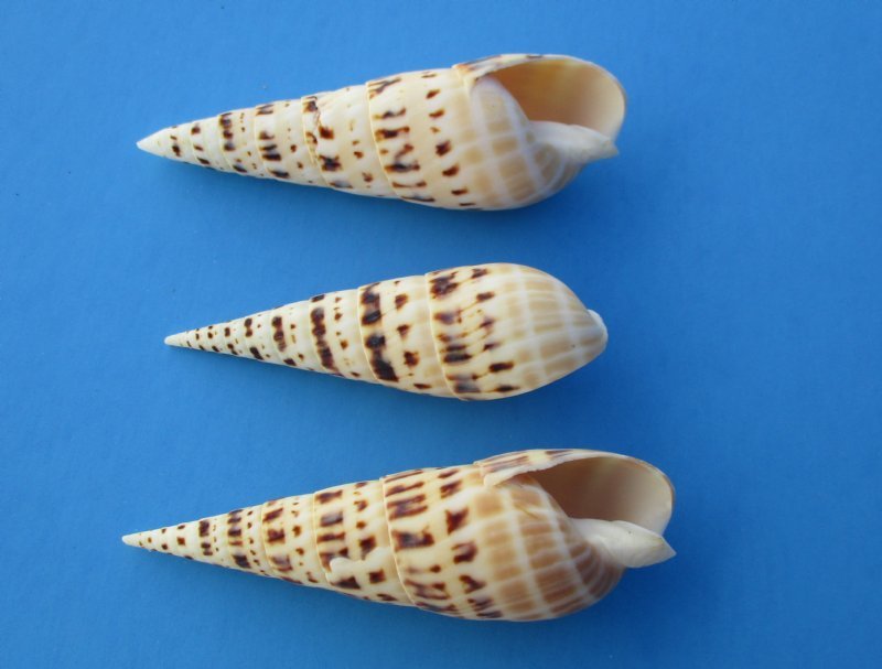 Wholesale Terebra Maculata Auger Shells for Sale 4 to 4-7/8 - .60 each