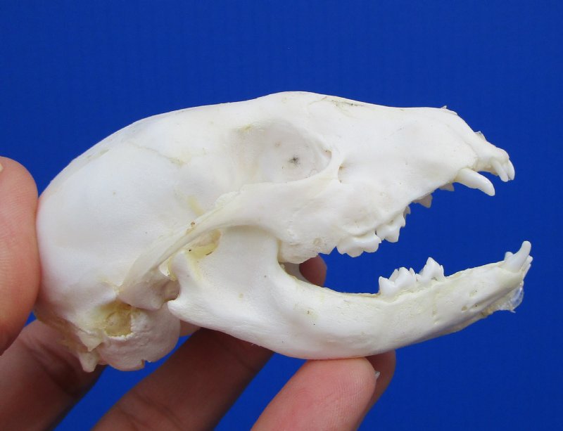 3-1/2 by 2 inches Discount Small Raccoon Skull for Sale (tiny hole top ...