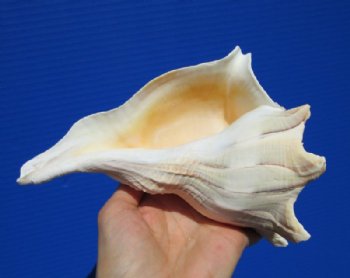 7 inches Left Handed Whelk Shell for Sale - Buy this one for $14.99