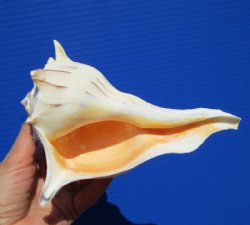 7 inches Left Handed Whelk Shell for Sale - Buy this one for $14.99